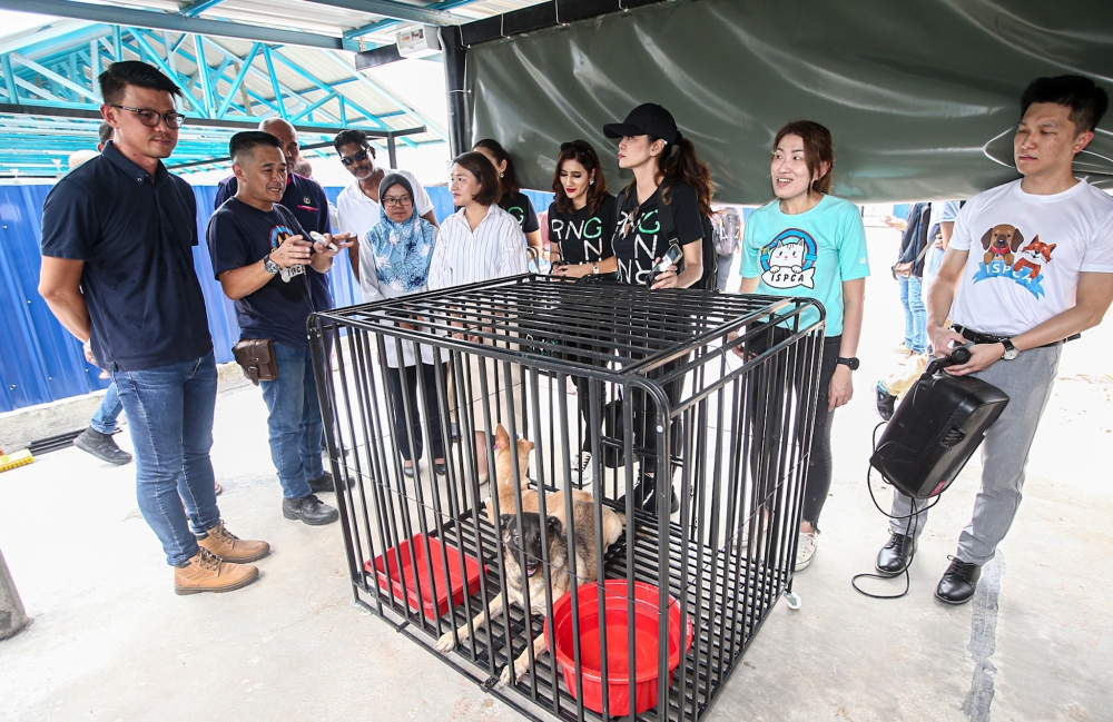 The Trap Neuter Release Manage (TNRM) programme initiated by the Ipoh Society for the Prevention of Cruelty Against Animals will see strays caught by the Ipoh City Council and Batu Gajah District Council being neutered or spayed and released. —  Picture by Farhan Najib
