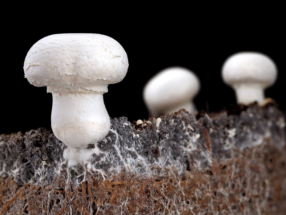 ‘A total of 184 fungal and 55 bacterial strains capable of breaking down’ various plastics were found in the Jiangsu province of eastern China, the Royal Botanic Gardens in Kew said in a statement. — Andreas Häuslbetz/Getty Images/ETX Studio pic