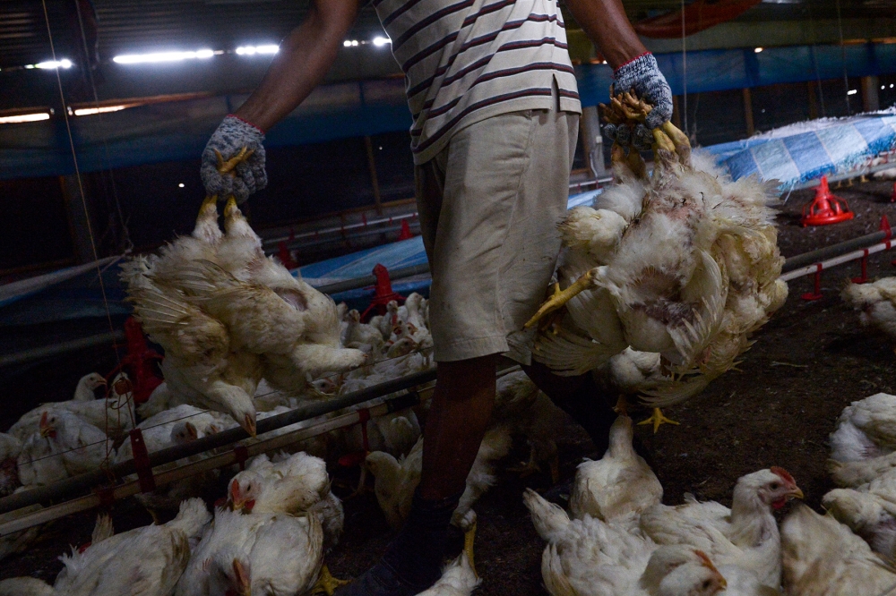 Datuk Mohd Zolkafly Harun said the production of chicken and duck meat was 372,825 metric tonnes and chicken and duck eggs amounted to 2.083 billion eggs last year, with those amounts meeting the needs of the people of Perak. — Picture by Miera Zulyana