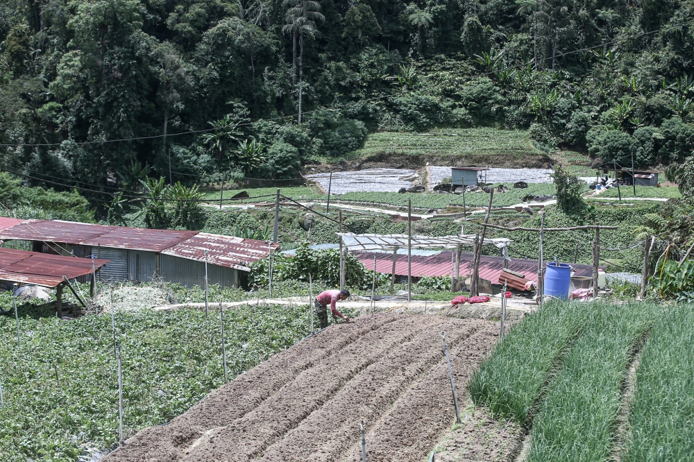 Farmers in Cameron Highlands face new challenge with following latest hot spell as pest infests crops. — Picture by Farhan Najib