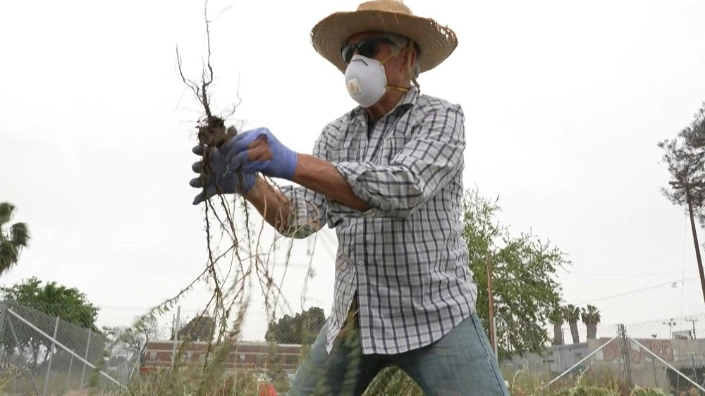 California buckwheat’s delicate white and pink flowers belie an astonishing cleaning power, which scientists think could be harnessed to get rid of dangerous pollutants — and even recycle them. — AFP pic
