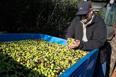 S. Africa presses for recognition of its high-end olive oil - Vimarsana News