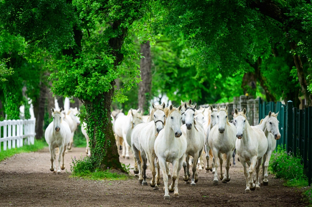 Lipizzan horses run as they are put out to meadows for pasture in Lipica, Slovenia on May 13, 2023. — AFP pic