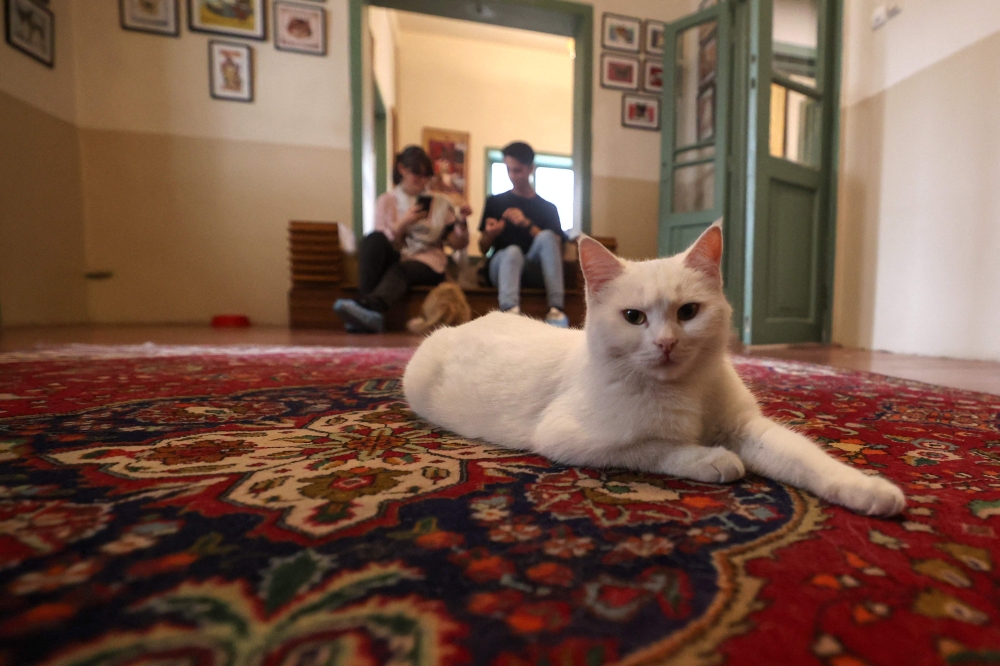 People visit the ‘meowseum’, a privately funded cat museum and cafe where some 30 friendly felines roam freely throughout the exhibition space, in Tehran, on May 30, 2023. — AFP pic 