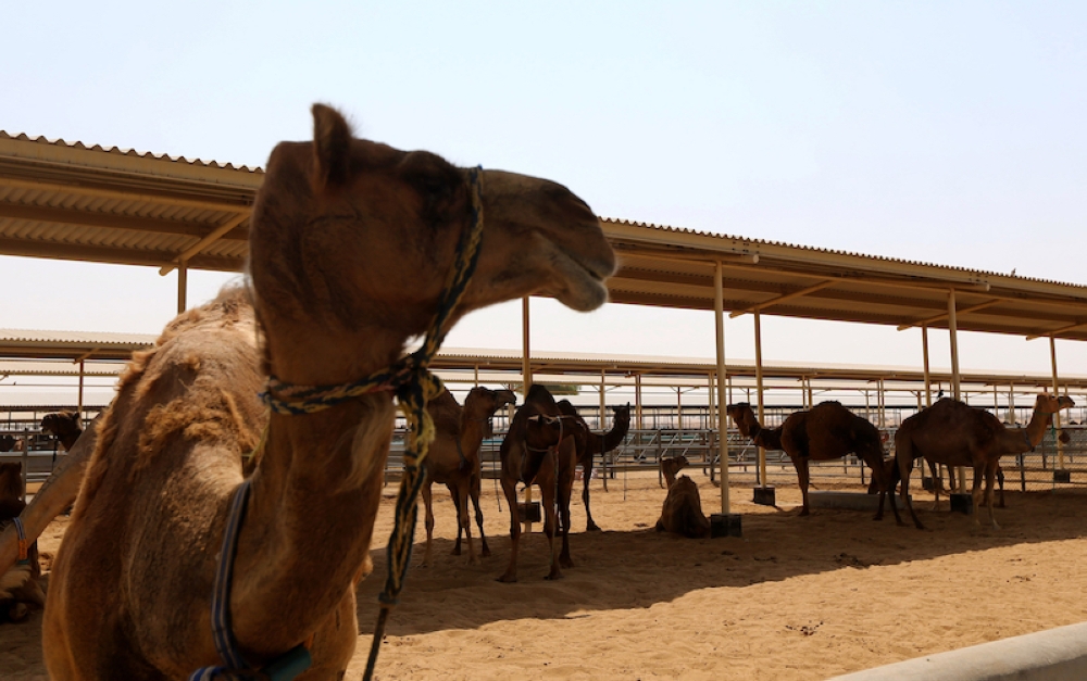 A school bus driver died Monday when his vehicle collided with two camels and plunged down an embankment in eastern Australia. — AFP pic