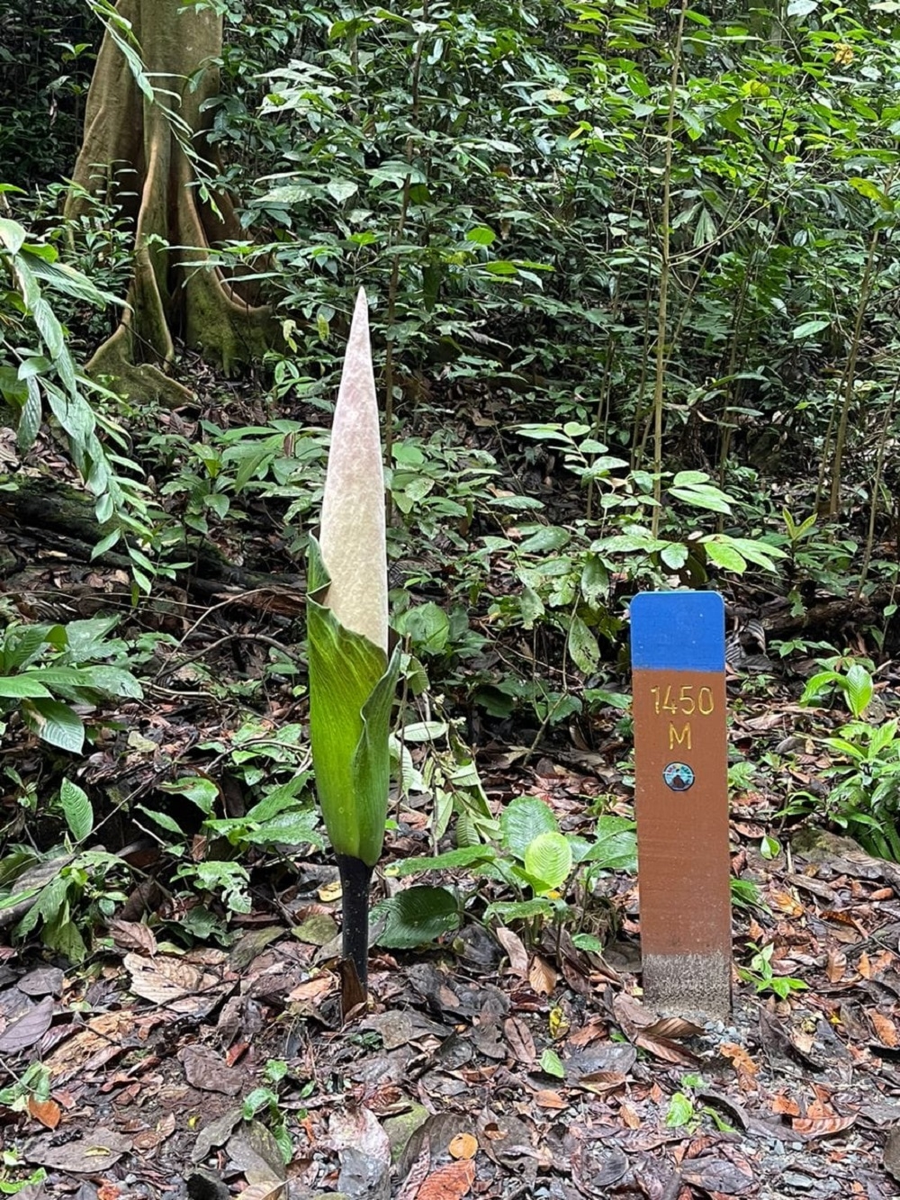 Amorphophallus or corpse flower has been spotted in bloom at Kubah National Park, the Sarawak Forestry Corporation announced today. — Picture via Facebook/Sarawak Forestry Corporation