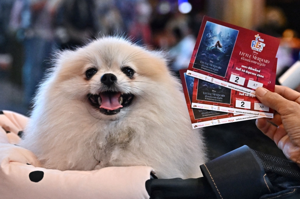 A pet dog and owner waits to see a screening of Disney’s “The Little Mermaid” on the opening day of the pet-friendly i-Tail Pet Cinema opening at a Major Cineplex, inside Mega Bangna shopping mall in Samut Prakan June 10, 2023. — AFP pic