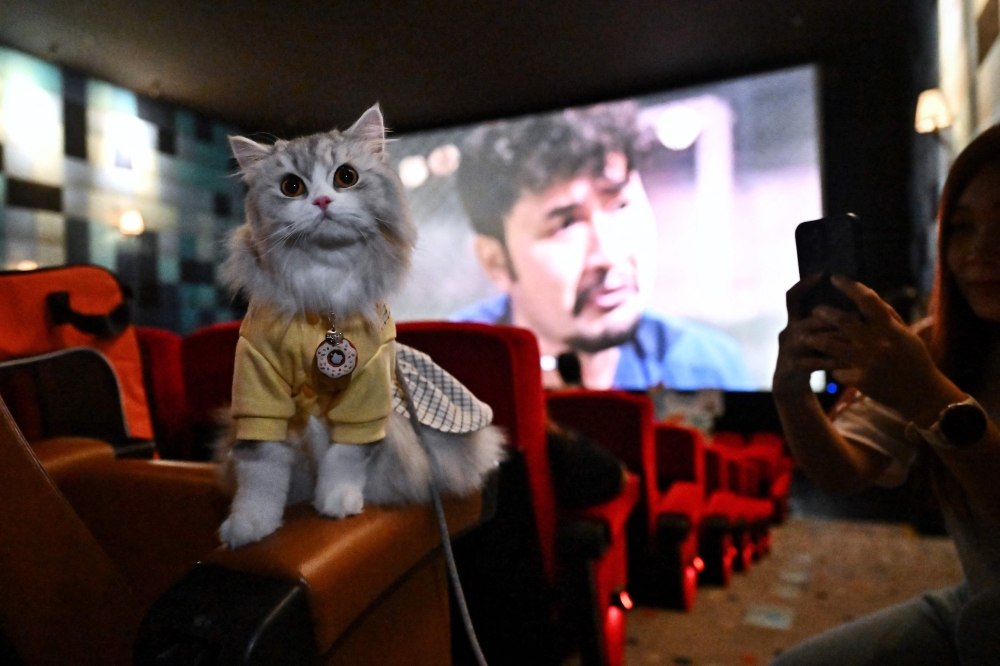A pet cat explores the seats inside a movie theatre on the opening day of the pet-friendly i-Tail Pet Cinema opening at Major Cineplex inside Mega Bangna shopping mall in Samut Prakan June 10, 2023. — AFP pic