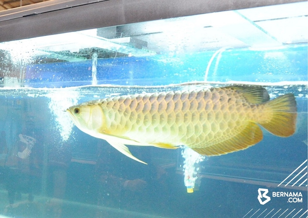 Perak was the biggest contributor to the country’s Arowana ornamental fish industry when it recorded a production of 1,108,450 of the species last year. — Picture via Twitter/Bernama