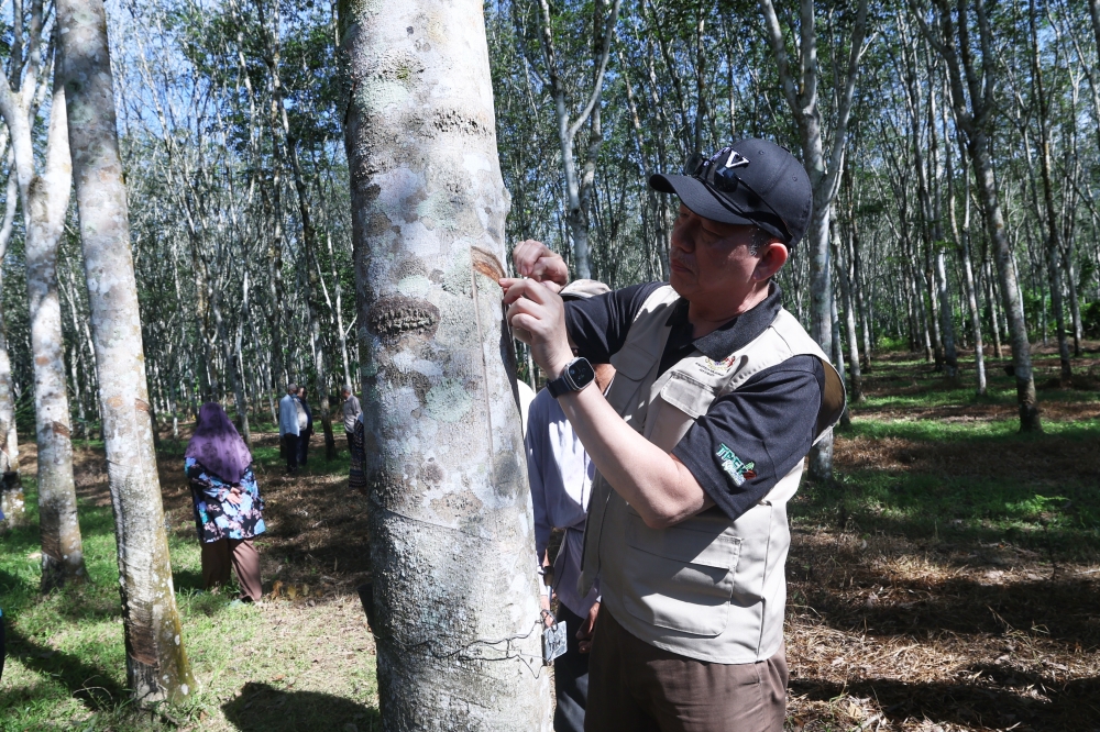 Deputy Prime Minister Datuk Seri Fadillah Yusof taps a rubber tree during a discussion programme on rubber in Kampung Charok Gorok, Baling June 11, 2023. — Bernama pic