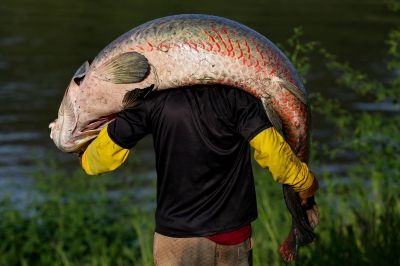 Pirarucu: Amazon's giant air-breathing fish in poachers' sights - Vimarsana News