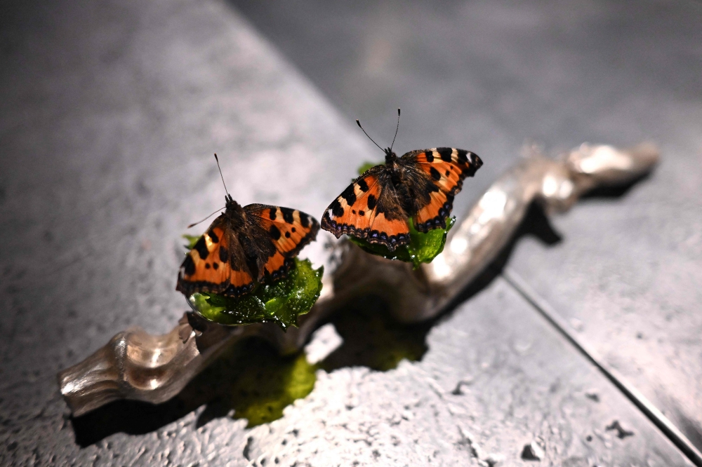 A creation called ‘Butterfly’ is pictured at the Alchemist restaurant in Copenhagen, Denmark, on May 25, 2023. — AFP pic 