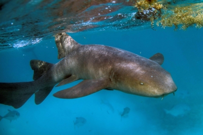 Study shows overfishing pushes reef sharks toward extinction; Sipadan and Belize offer 'hope spots' - Vimarsana News