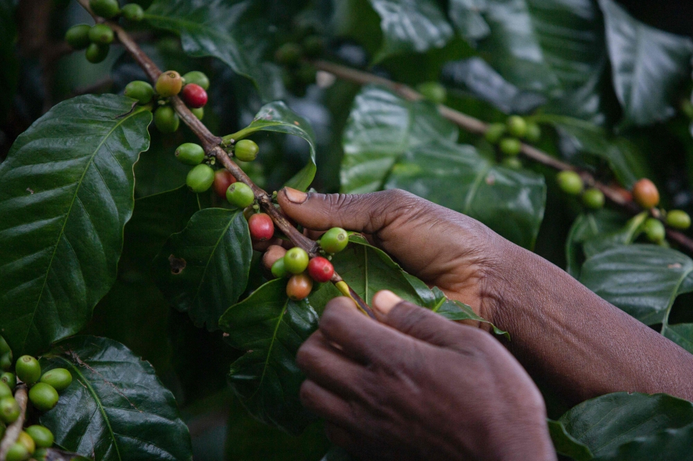 A general view of someone handling coffee beans in a plantation at the Gorongosa mountain range May 20, 2022. Mardi is actively conducting research in an effort to produce more coffee variants to meet demand following the shortage of local coffee beans. — AFP pic