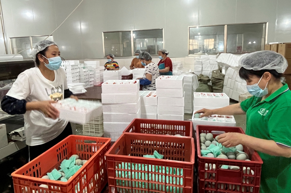 Workers sort eggs at Ruichang City Yixiang Agricultural Products factory in Ruichang, Jiangxi province, in Ruichang, Jiangxi province, China May 30, 2023. — Reuters pic