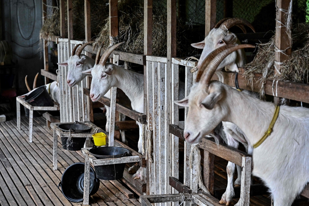 Goats, whose milk will be used to make artisanal cheese, being fed in their shed at Little Goat Farm and Cheesery in the central Thai province of Nakhon Pathom. — AFP pic 