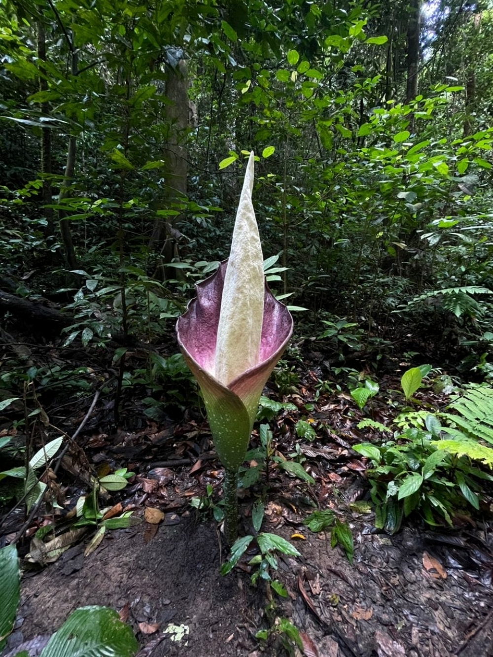 The second Corpse Flower blooms at the Kubah National Park. — Picture via Facebook/Sarawak Forestry Corporation