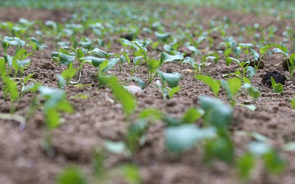 Malaysia’s farmers may have “quite worrying levels” of harvest from their crops due to the hot weather and the expected transboundary haze or haze originating from other countries. — Picture by Farhan Najib