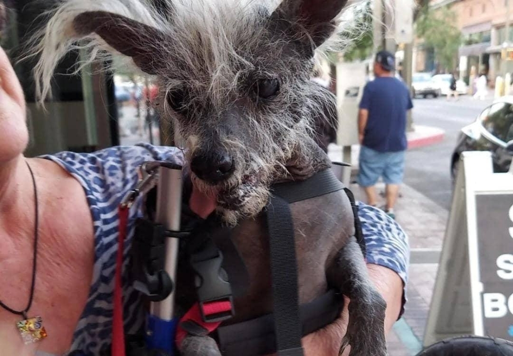 Saved from being euthanised, Scooter the Chinese Crested has been judged the world's ugliest dog. -- Picture via Facebook/ Scooter and Josie - Cutest World's Ugly Dog