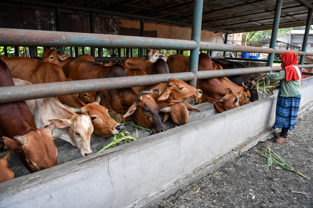 DVS said it is estimated that the demand for cattle and buffalo stands at 38,404 while goats and sheep amounts to 20,420 for sacrificial purposes this year, after taking into account the needs of mosques, surau and other slaughter points. — Bernama pic 