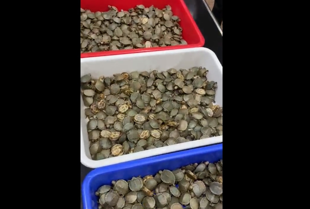 The Hindu Bureau today reported that the live red-eared sliders, a species of turtle, were discovered hidden in the checked-in luggage of two men who had arrived at the Tiruchi International Airport from Kuala Lumpur on Friday. — Screengrab from social media 