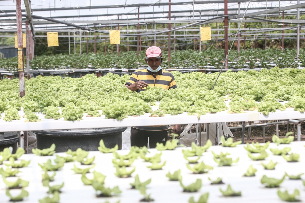 The Department of Statistics Malaysia said the slide in the PPI for local production was attributed to the decline in several sectors namely agriculture, forestry and fishing; mining; and manufacturing. — Picture by Farhan Najib