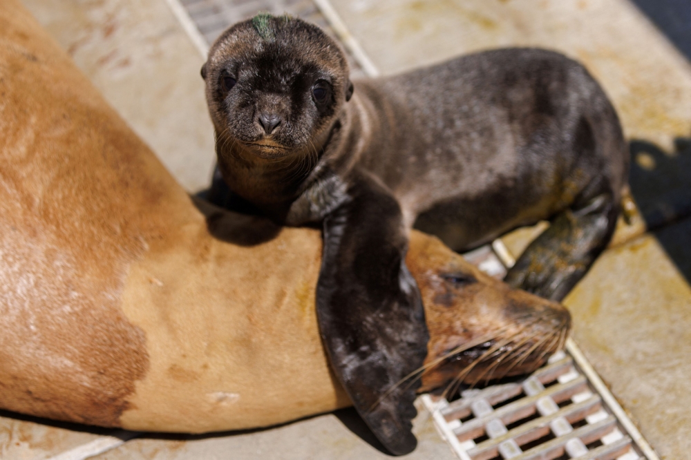 A one day old sea lion pup sits with its sick mother at the Marine Mammal Care Centre, as its mother recovers from toxic algae that is being blamed for causing sickness to sea lions and dolphins along the coast of Southern California, in San Pedro, California June 23, 2023. — Reuters pic