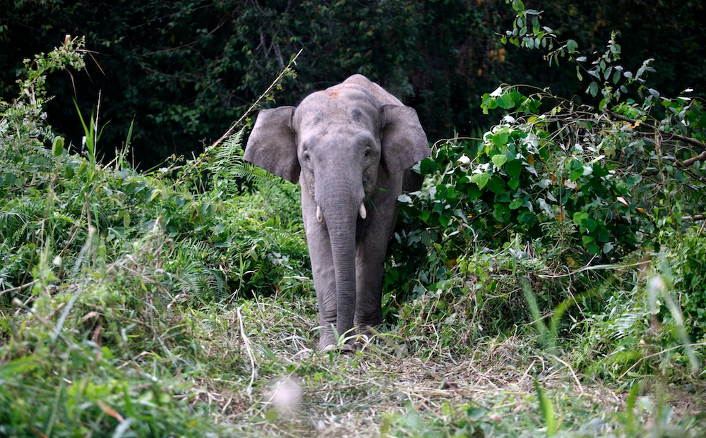 A Borneo pygmy elephant is seen drinking water from Kinabatangan river in Sabah in this file picture. ― Reuters file pic