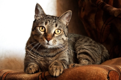 Hurt felines: Japanese app aims to detect cat pain