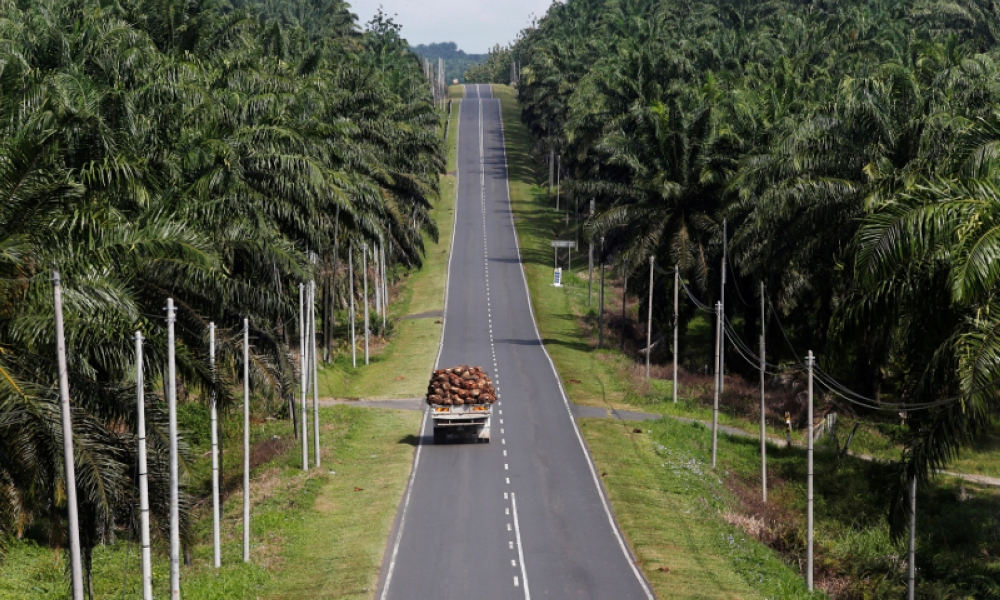 To date, scientists have described about 300 different species of palm found on Borneo, covering Sabah, Sarawak and also Indonesia’s Kalimantan. — Reuters file pic