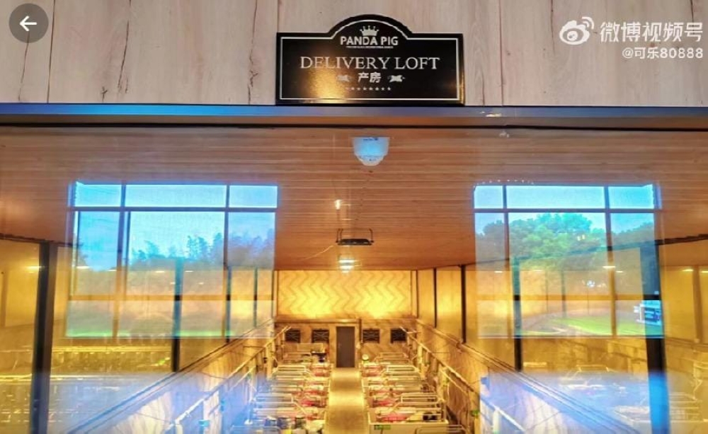 A farm in Zhejiang, China is offering guests rooms that overlook a pigsty.  — Screen capture from Weibo/ 可乐80888