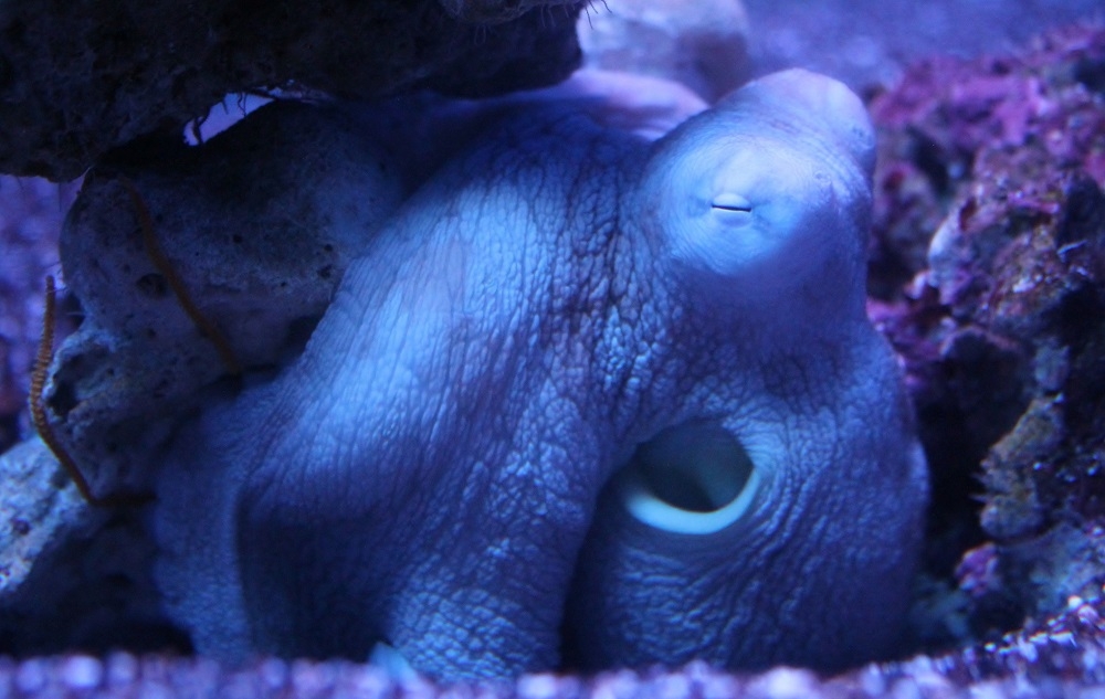 Octopus Relax Sleep in the deep: Do octopuses dream like humans? | Malay Mail