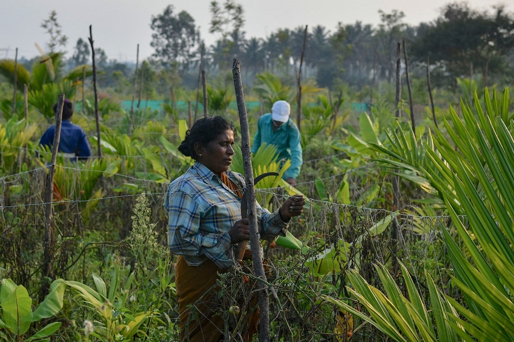 Food production is both a key source of planet-warming emissions and highly exposed to the effects of climate change, with climate and crop models used to figure out just what the impacts could be as the world warms. — AFP pic