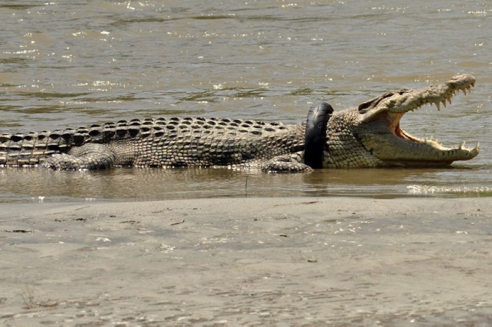 Northern Territory chief minister Natasha Fyles told reporters there had been a significant increase in the crocodile population since culling was suspended in the 1970s, with numbers going from around 3,000 to an estimate of more than 100,000. — AFP pic