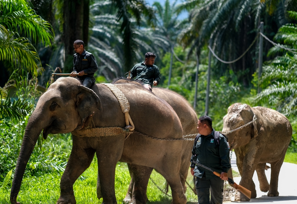 A wild elephant (right) that was reported to be disturbing the residence of the Orang Asli residents at Post Perwor was successfully relocated in an operation by Perhilitan, Sungai Siput, July 12, 2023. — Bernama pic 