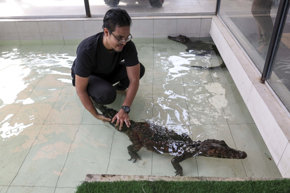 Khairul Johari Mohd Denie playing with the smooth-fronted Caiman crocodile at his home in Taman Sungai Sekamat, Kajang July 16, 2023. — Bernama