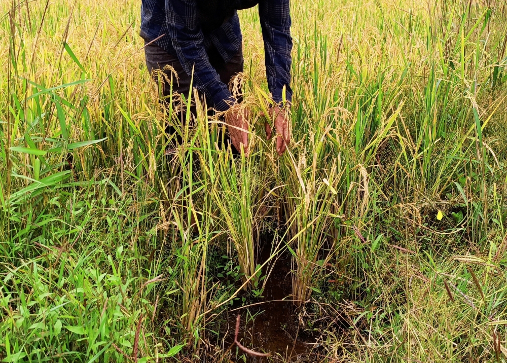 Rice paddy fields in northern states have been submerged for over a week, destroying newly planted seedlings, and forcing farmers to wait for waters to recede so they can replant. — Reuters pic