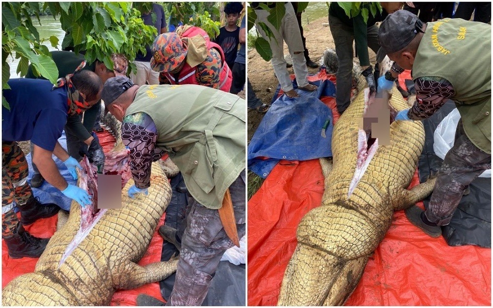 The search for a missing elderly fisherman who was believed to have been devoured by a crocodile in Sungai Kampung Mas-Mas Nasib Kita ended today with his body being found in a crocodile’s stomach. — Picture via Twitter/Bernama