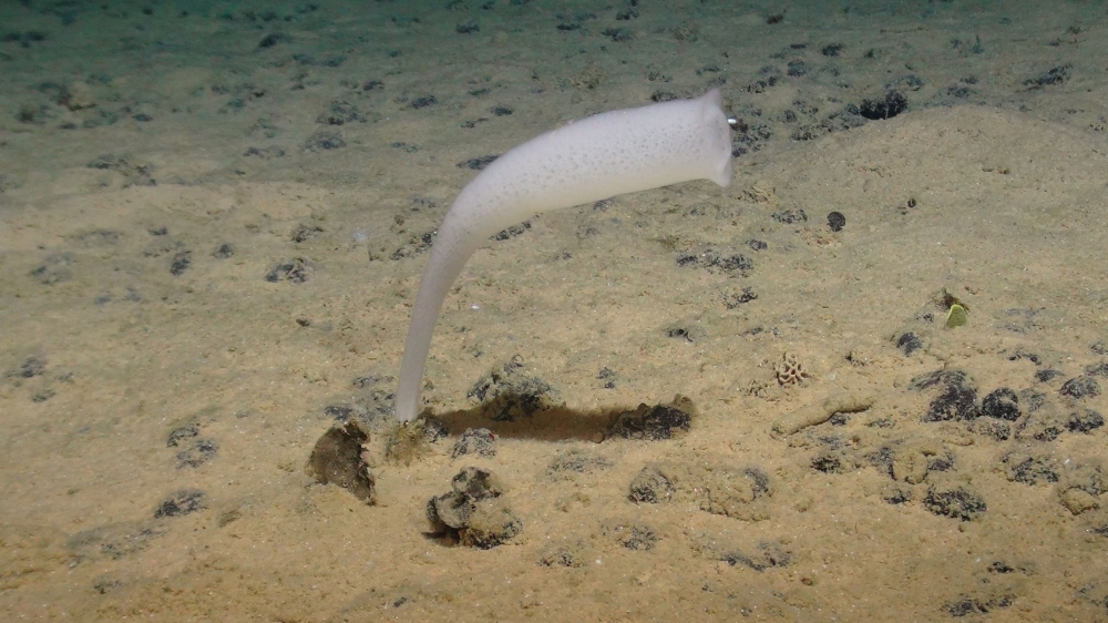 A handout image made available by the National Oceanography Centre on July 24, 2023, shows a glass sponge from the Euplectellidae family, photographed during a recent expedition to the NE Pacific abyss found in the Clarion-Clipperton Zone. — National Oceanography Centre/Smartex project (NERC) handout pic via AFP