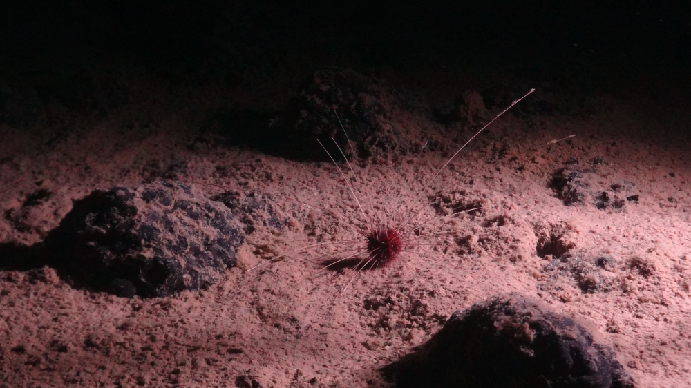 A handout image made available by the National Oceanography Centre on July 24, 2023, shows the abyssal urchin Plesiodiadema globulosum, one of the most abundant invertebrates in the NE Pacific region marine animal found in the Clarion-Clipperton Zone. — National Oceanography Centre/Smartex project (NERC) handout pic via AFP