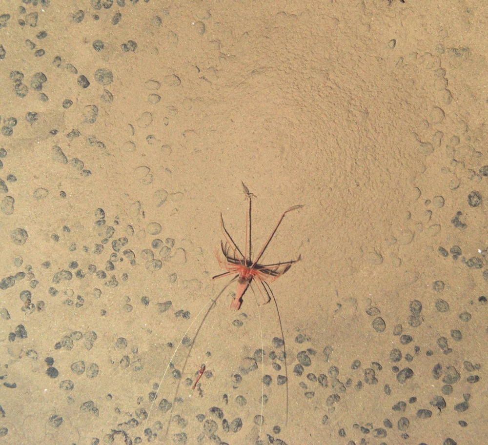 A handout image made available by the National Oceanography Centre on July 24, 2023, shows a ‘mount-building’ shrimp, Bathystylodactylus echinus, photographed by an autonomous marine robot during an expedition to the NE Pacific abyss in 2015 and found in the Clarion-Clipperton Zone. — National Oceanography Centre/Smartex project (NERC) handout pic via AFP