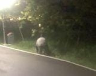 Malayan tapir swims across Causeway, ends up in Singapore - Vimarsana News