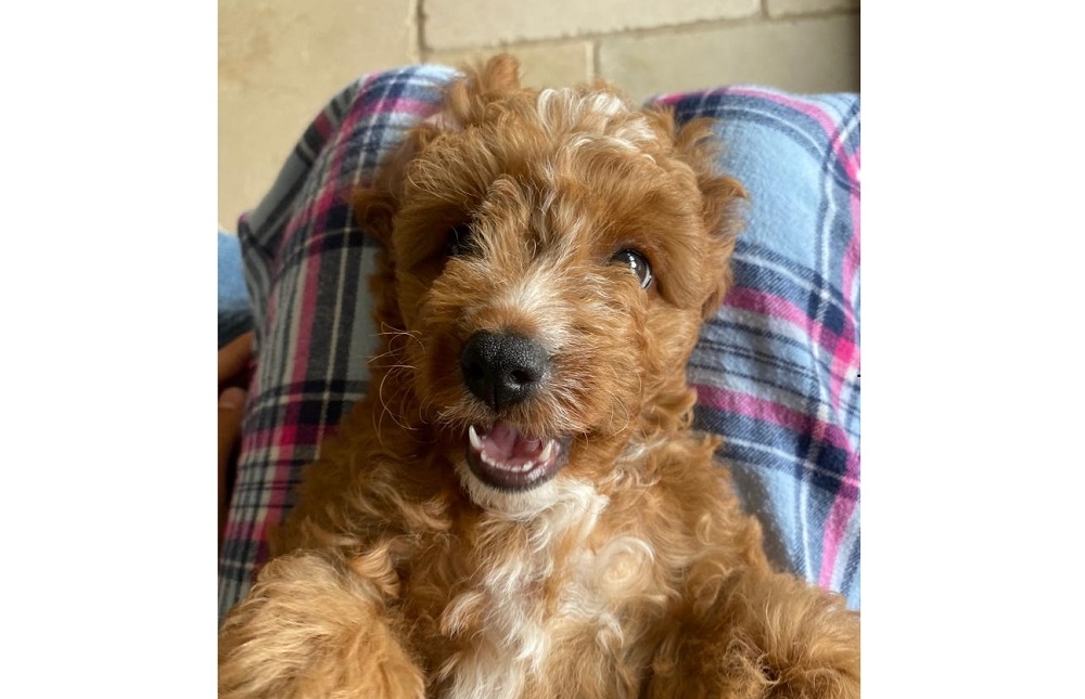 Doddy, the Cavapoo, who is now a member of the family. — Picture by Helen Hickey