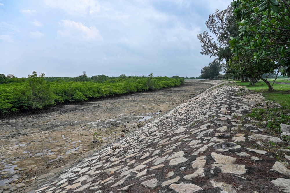 Mangrove forests have also been planted, making the island verdant and attracting wildlife. — AFP pic