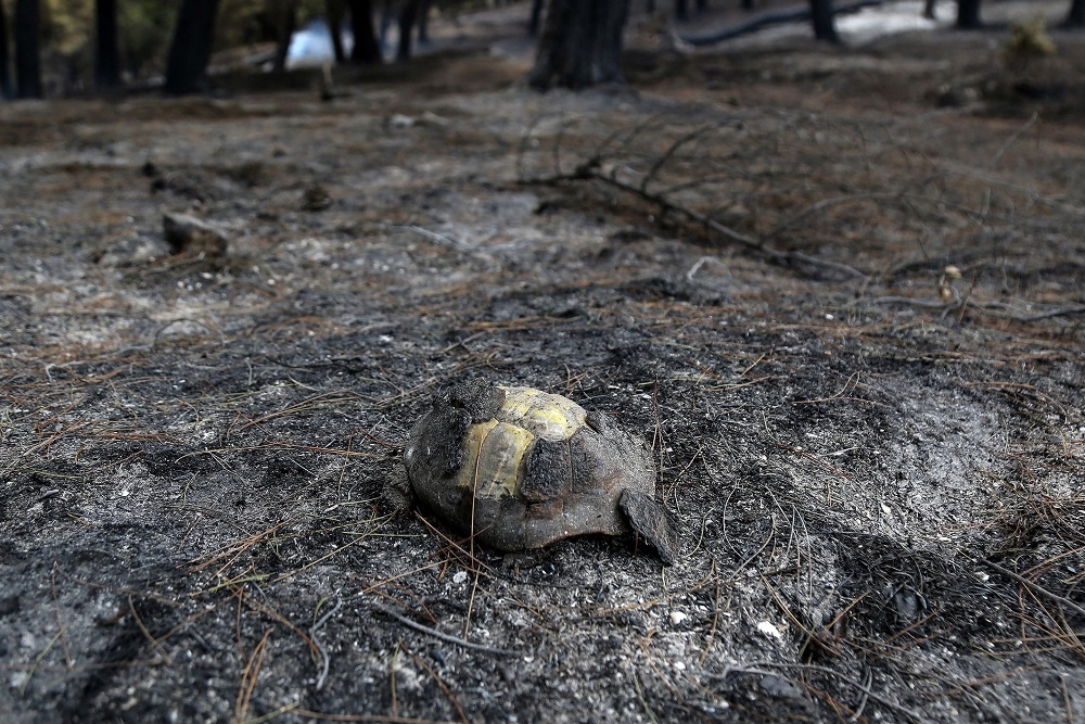 How are animals adapting to megafires? | Malay Mail