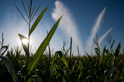 Agriculture and Food Security Ministry to set up grain corn cultivation as alternative to bran for livestock feed - Vimarsana News