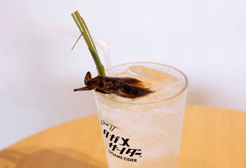 Tagame Cider, a carbonated drink made with the extract of giant water bugs and garnished with a dried version of the insect. — Reuters pic