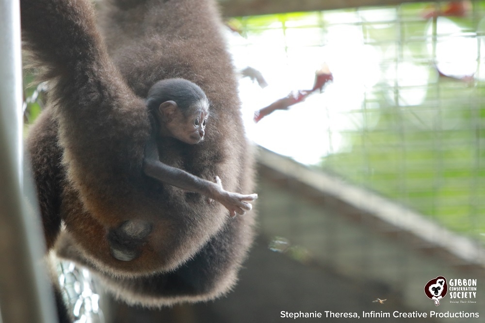 Photo of the male White-Handed Gibbon baby Axel born on the evening of June 29 at the Gibbon Conservation Society's Malaya Gibbon Rehabilitation Project in Raub, Pahang. — Picture courtesy of Stephanie Theresa, Infinim Creative Productions / Gibbon Conservation Society