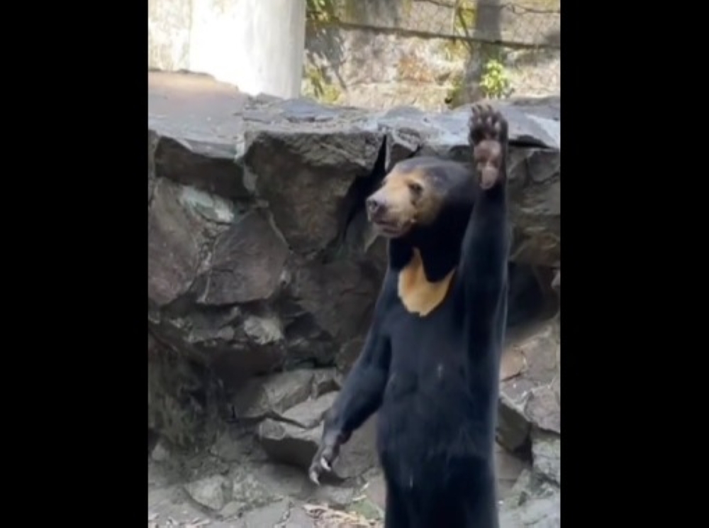 A sun bear in Hangzhou Zoo was mistaken as a human in costume due to its ability to stand on two legs and its interaction with visitors. — Screen capture from Douyin/ 作家李梦瑶
