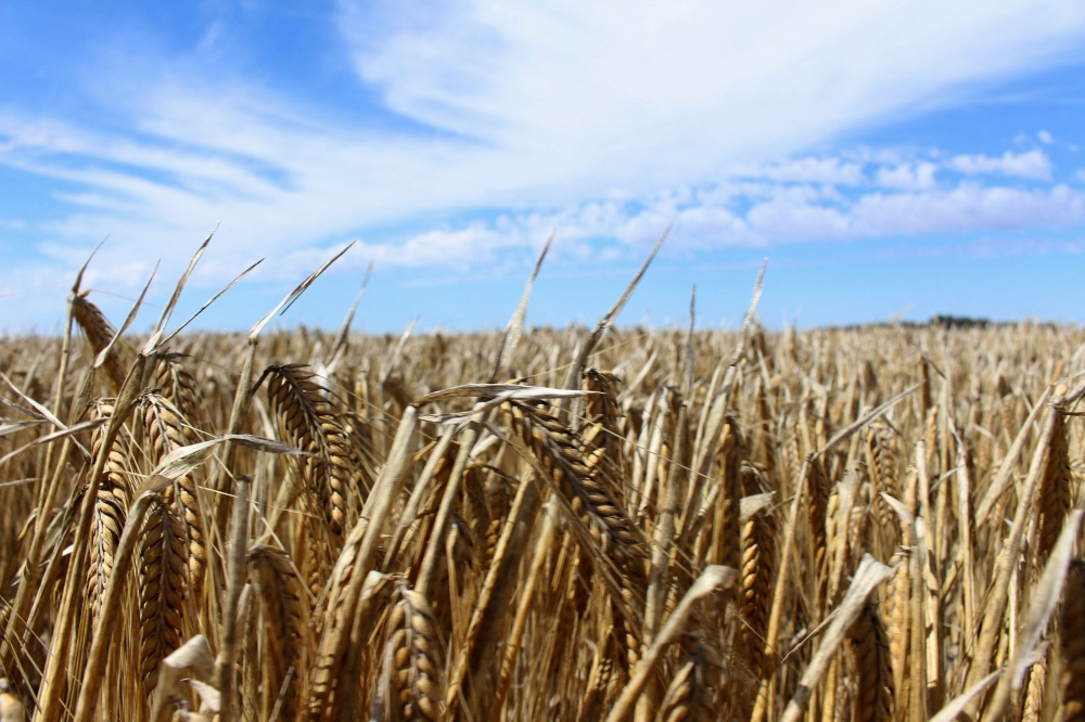 The crop is seen in a barley field at a farm near Moree, an inland town in New South Wales, Australia October 27, 2020. ― Reuters file pic